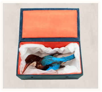 Kingfisher Specimen